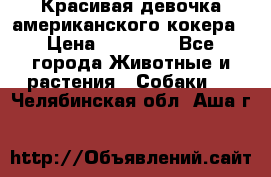 Красивая девочка американского кокера › Цена ­ 35 000 - Все города Животные и растения » Собаки   . Челябинская обл.,Аша г.